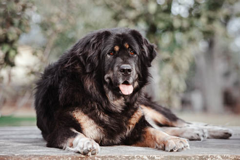 Do Khyis sind sehr selbstbewusste Hunde. Die Tibetdogge hat einen besonders territorial veranlagten Charakter und ist sehr wachsam.