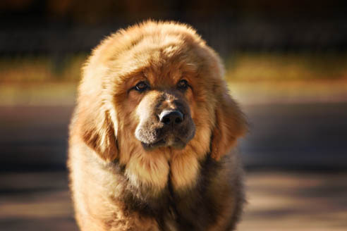 Der Do Khyi ist ein Herdenschutzhund und stammt ursprünglich aus Tibet. Der Tibet Mastiff ist besonders ursprünglich und gilt als robust und widerstandsfähig.