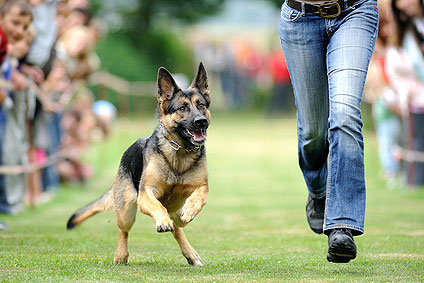 Hundespielzeug zum Apportieren eignet sich besonders bei längeren Spaziergängen.