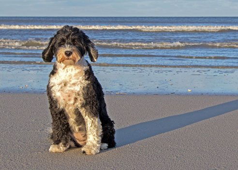 Portugiesische Wasserhunde brauchen sehr viel Auslauf und sind begnadete Schwimmer. Die Fellpflege kann etwas aufwändiger sein. Wegen einer reduzierten Zuchtbasis können manche genetischen Erkrankungen auftreten.