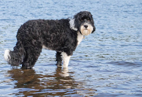 Portugiesische Wasserhunde haben ein lockiges oder gekräuseltes Fell und verfügen über Schwimmhäute zwischen den Zehen.