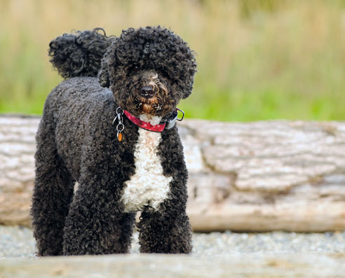 Der Portugiesische Wasserhund hat einen sehr temperamentvollen, manchmal ungestümen Charakter. Er will gefordert werden und neigt manchmal zur Sturheit.