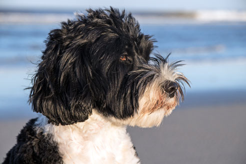 Die Rasse des Portugiesischen Wasserhundes ist mit der des Pudel verwandt. Die Hunde sind ausgezeichnete Taucher und Schwimmer.