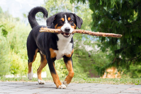 Der Entlebucher Sennenhund hat einen lebhaften Charakter und liebt das ausgelassene Spiel.