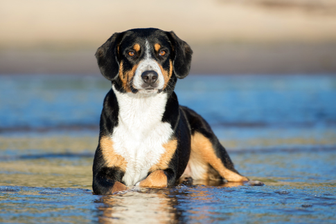 Als Hütehunde arbeiten Entlebucher Sennenhunde selbstständig. Der Entlebucher gilt auch als guter Wachhund.