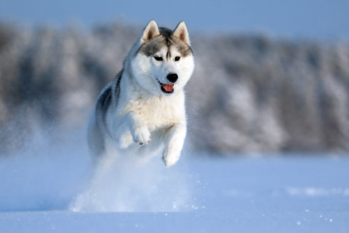 Der Husky braucht sehr viel Auslauf und Bewegung und ist daher nur für den sportlichen Hundebesitzer geeignet.