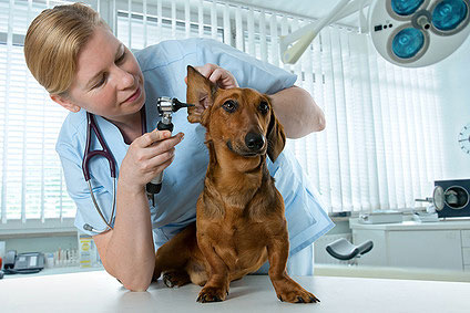 Hört ein Hund schlecht, so kann dies viele Ursachen haben: Umfangreiche Untersuchungen und Tests des Gehörs beim Tierarzt sind dann ein Muss.