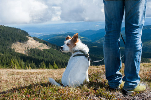 Wandern mit Hund in Österreich: Das hundefreundliche Land bietet etliche Möglichkeiten, um mit dem Hund in der Natur unterwegs zu sein.