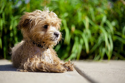 Der Charakter des Maltipoo vereint die Eigenschaften des Pudels mit denen des Maltesers. Die kleinen Hunde gelten als dem Menschen zugewandt und leicht erziehbar.