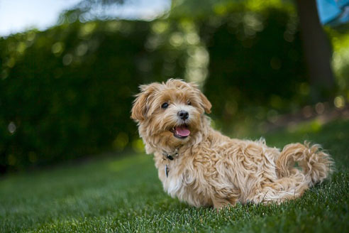 Als Hybridhund entstand der Maltipoo aus einer Verpaarung des Zwerg- bzw. Toypudels mit dem Malteser.