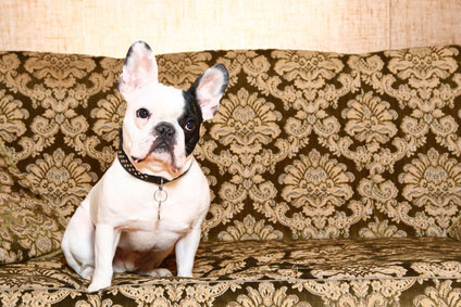 Sauberkeit im Haushalt mit Hund Hat man einen Hund als Mitbewohner, muss man verstärkt auf Sauberkeit im Haushalt achten.