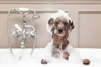 Genauso wichtig wie eine regelmäßige Fellpflege des Hundes ist es, im Haushalt mit Hund für Sauberkeit und Hygiene zu sorgen.