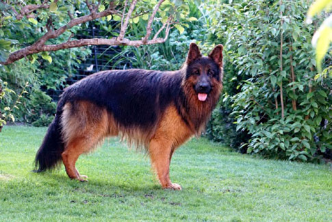 Der Altdeutsche Schäferhund soll im Vergleich zum Deutschen Schäferhund einen etwas ausgeglicheneren Charakter mit einer höheren Reizschwelle haben.