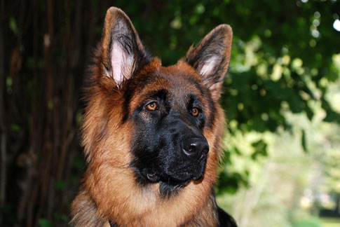 Altdeutsche Schäferhunde sind eigentlich keine eigenständige Rasse. Sie unterscheiden sich im Wesentlichen in der Länge ihres Fells vom Deutschen Schäferhund.