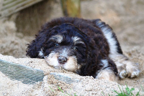 Aussiedoodles haben ihren freundlichen Charakter von ihren Elternrassen, dem Pudel und dem Australian Shepherd geerbt.