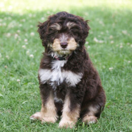 Aussiedoodle-Rasse