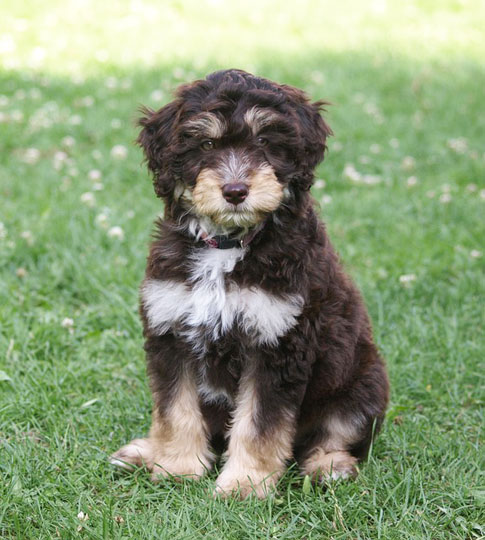 Beim Aussiedoodle wird eine Pudelvariante mit dem Australian Shepherd verpaart.
