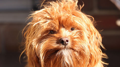 Der Charakter des Cavapoo ist gekennzeichnet von den Eigenschaften des Pudels und des Cavalier King Charles Spaniels. Die kleinen Hunde gelten als leicht erziehbar und besonders quirlig.