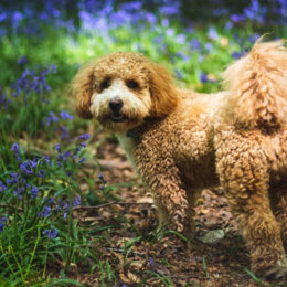 Cavapoo-Rasse