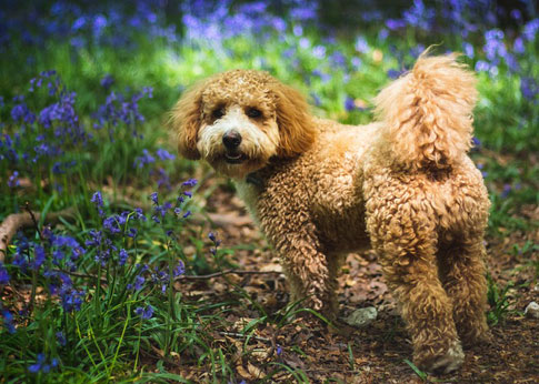 Als Hybridhund entstand der Cavapoo aus einer Verpaarung des Zwerg- bzw. Toypudels mit dem Cavalier King Charles Spaniel.