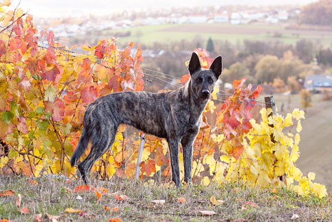 Holländische Schäferhunde sind sehr agil und temperamentvoll. Sie haben eine hohe Intelligenz und große Lernbereitschaft.