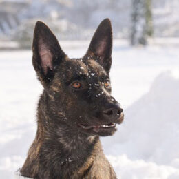 Holländischer-Schäferhund-Rasse