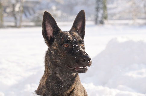 Der Holländische Schäferhund ist eng mit dem Belgischen Schäferhund verwandt. Er stammt aus der Gegend um Brabant in den Niederlanden.