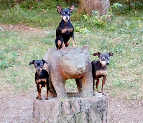 Hunderasse Prager Rattler: Die kleinen Hunde sind mit dem Pinscher verwandt. In Tschechien und in der Gegend um Prag setzte man den Prager Rattler zur Jagd auf Ratten und andere Kleinnager ein. Der mit dem Deutschen Pinscher verwandte Hund zählt zu den kleinsten Rassen weltweit.