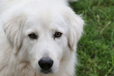 Maremmanos sind sehr eigenständig handelnde Hunde, die ein starken Territorialinstinkt besitzen. Trotz ihres dominanten Charakters gelten sie als kinderlieb und familienfreundlich.