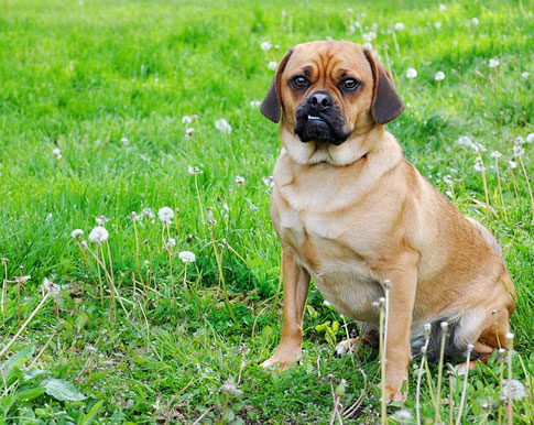 Puggles sind Hunde mit sehr liebenswertem Charakter. Die Hybridrasse ist bekannt für ein kinderliebes Wesen und relativ leichte Erziehbarkeit.