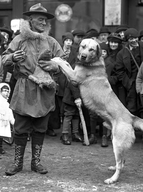 Arthur Treadwell Walden gilt als Begründer der Rasse des Chinook. Die Hunde haben ein dem Menschen besonders zugewandten Charakter und zeichnen sich durch ihr soziales Wesen auch gegenüber Artgenossen aus.