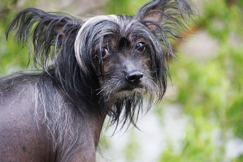 Chinesische Schopfhunde existieren in zwei Varietäten: Als "Hairless"-Variante und als "Powderpuff"-Variante. Ein Gen ist für die Haarlosigkeit am Körper verantwortlich. Es kann bei dieser Variante auch mit einem unvollständigen Zahnapparat korrelieren.