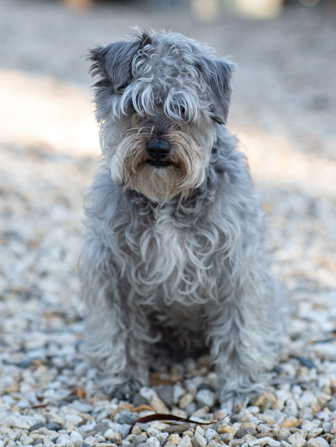 Schnoodles gelten als leicht erziehbar. Sie haben die Charaktereigenschaften sowohl des Schnauzers als auch des Pudels geerbt.