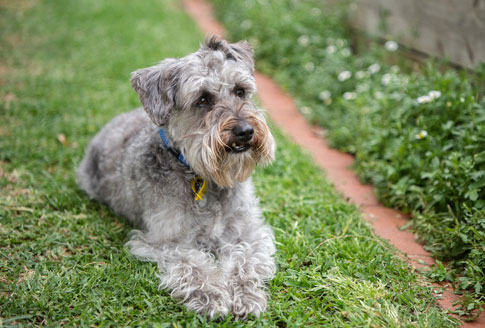 Der Schnoodle ist eine kontrollierte Kreuzung aus einem Schnauzer und einem Pudel. Er gehört zu den "Hybridhunden" und ist eine neu geschaffene Designerhunderasse.