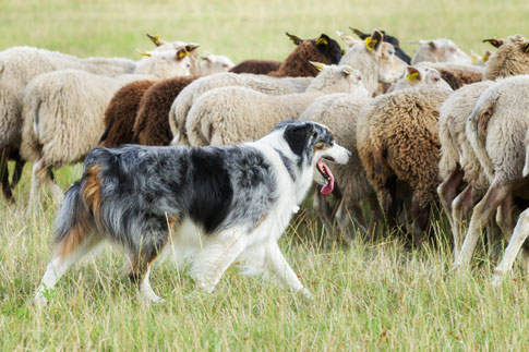 Border Collies arbeiten selbstständig und sind in der Lage, auch Schafherden mit mehr als hundert Tieren zusammenzuhalten.