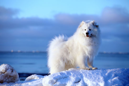 Die Pfoten des Hundes sollten im Winter mit einem speziellen Pflegebalsam geschützt werden.